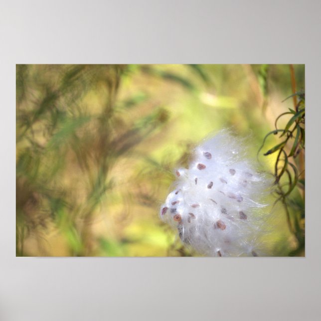 Milkweed Photo Poster (Front)