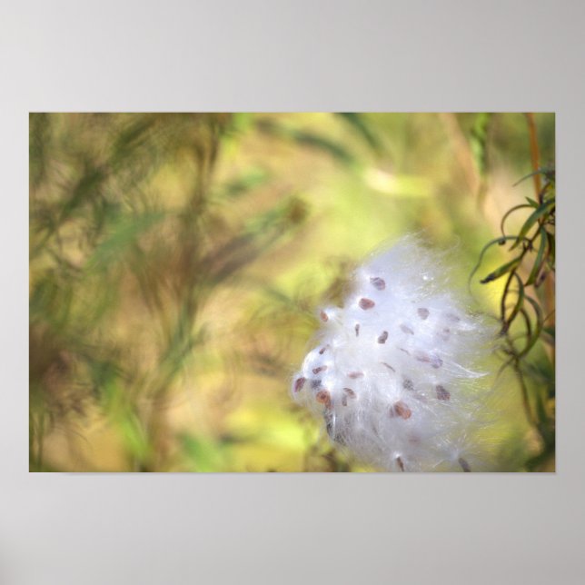 Milkweed Photo Poster (Front)
