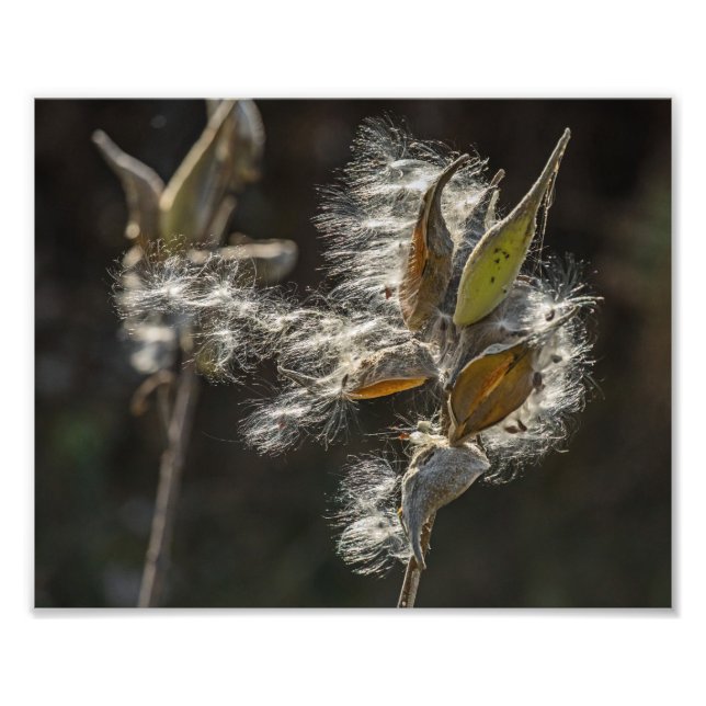 Milkweed Photo Print (Front)