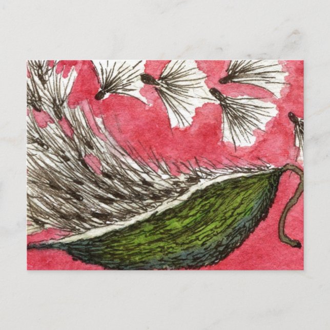 "Milkweed Pod" Floral Postcard (Front)