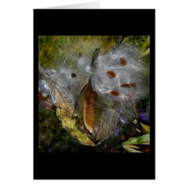 Milkweed Pod Frenzy (Front)