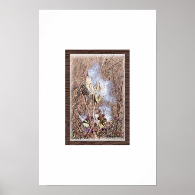 Milkweed Pod in Blow Poster (Front)