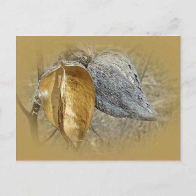 Milkweed Pods Postcard (Front)
