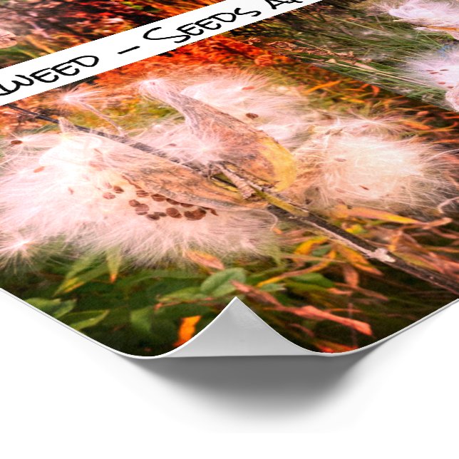 Milkweed | Sangria Poster (Corner)