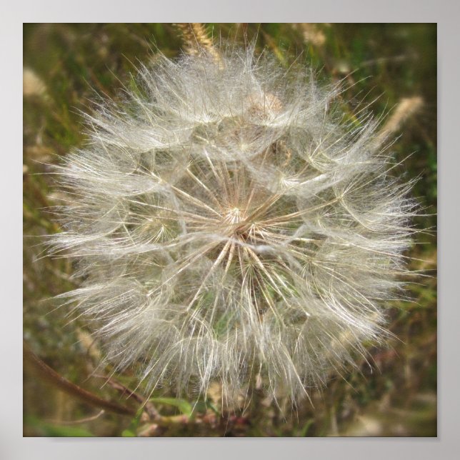 Milkweed Seed Pod Macro Poster (Front)