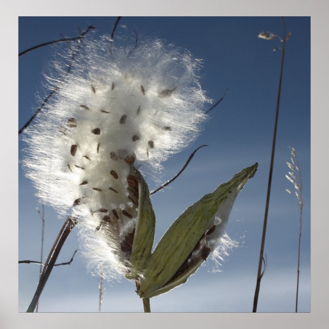 Milkweed Seeds and Pods Poster (Front)