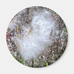Milkweed Seeds and Silk Magnet