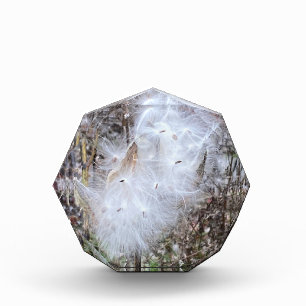 Milkweed Seeds and Silk Photo Block