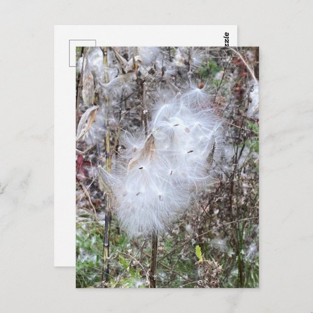 Milkweed Seeds and Silk Postcard (Front/Back)