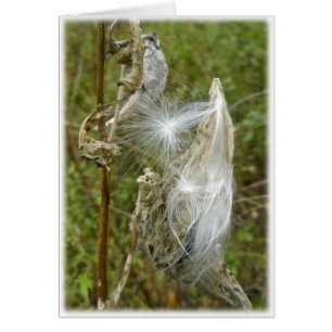 Milkweed Seeds Coordinating Items