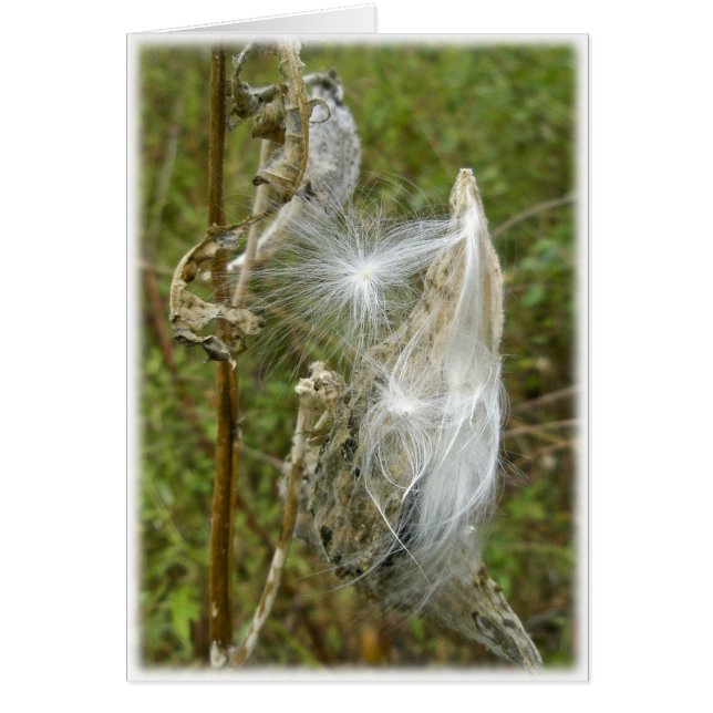 Milkweed Seeds Coordinating Items (Front)