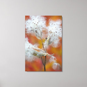Milkweed seeds in autumn, Canada Canvas Print