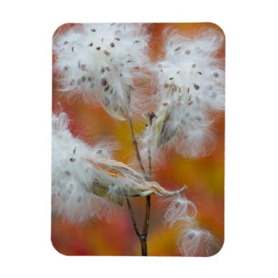 Milkweed seeds in autumn, Canada Magnet