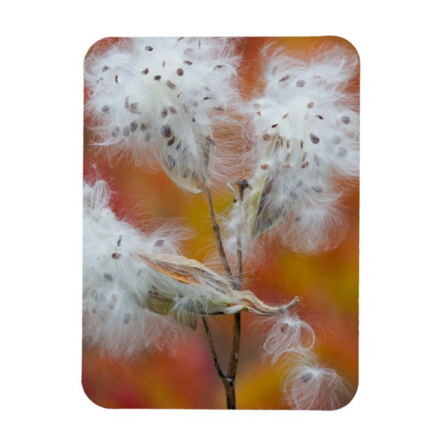 Milkweed seeds in autumn, Canada Magnet (Vertical)