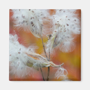 Milkweed seeds in autumn, Canada Magnet