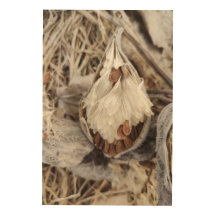 Milkweed Seeds