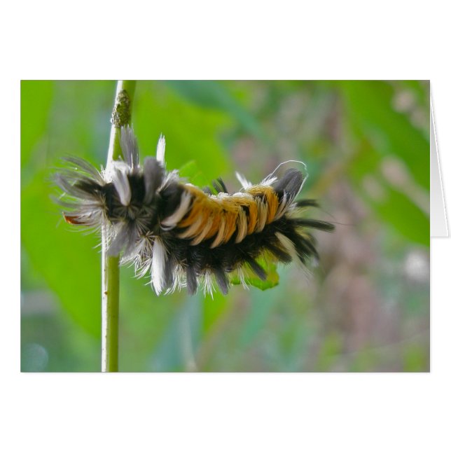 Milkweed Tussock Moth Caterpillar Items (Front Horizontal)