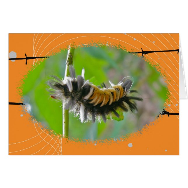 Milkweed Tussock Moth Caterpillar Orange Items (Front Horizontal)