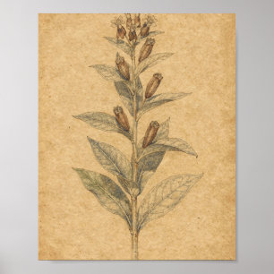 Milkweed with Pods Botanical Art Poster