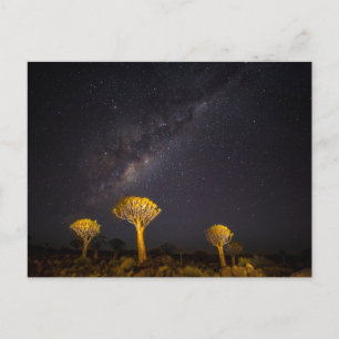 Milky Way Quiver Tree   Keetmanshoop Namibia Postcard