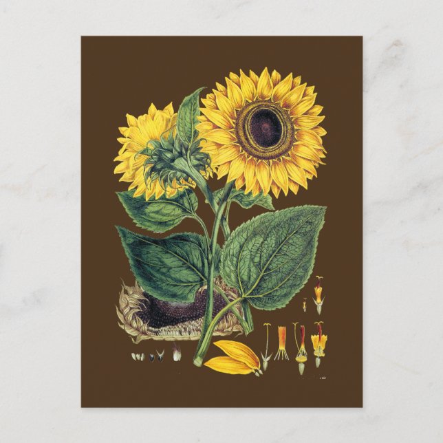 Miller: Sunflower Postcard (Front)