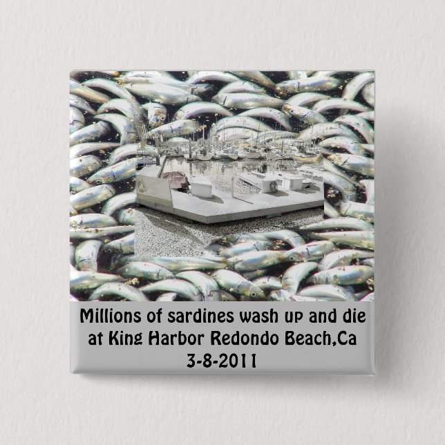 Millions of Sardines 3-8-2011_ 15 Cm Square Badge (Front)