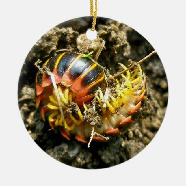 Millipede Polydesmida (Sigmoria aberrans) Items Ceramic Tree Decoration (Front)