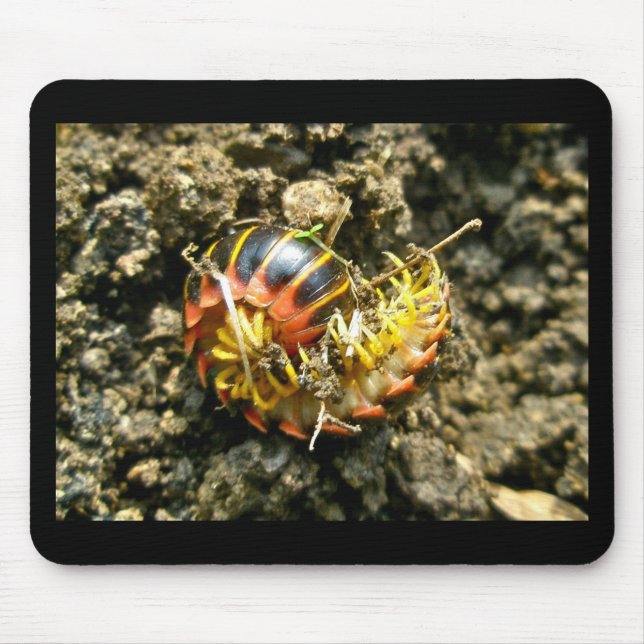 Millipede Polydesmida (Sigmoria aberrans) Items Mouse Pad (Front)