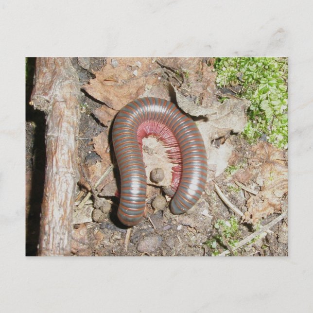 Millipede Postcard (Front)