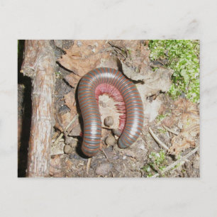 Millipede (Spirobolida-Narceus americanus) Postcard