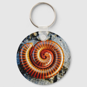Millipede Trigoniulus Corallinus Curled Arthropod Key Ring