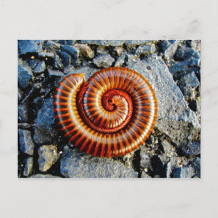 Millipede Trigoniulus Corallinus Curled Arthropod Postcard
