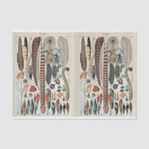 Millot Illustrations, Bird Feathers, Decoupage