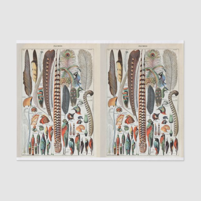 Millot Illustrations, Bird Feathers, Decoupage Tissue Paper (Front)