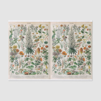 Millot Illustrations, Botanical, Decoupage Tissue Paper