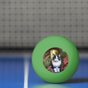 Milly The Ragdoll Cat, Ping Pong Ball