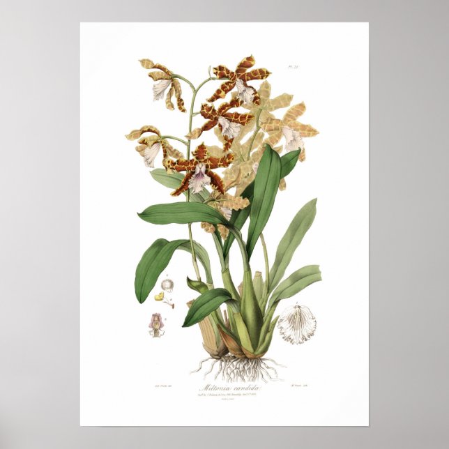 Miltonia candida poster (Front)
