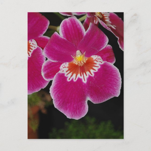 Miltonia Eros pansy orchid Postcard (Front)