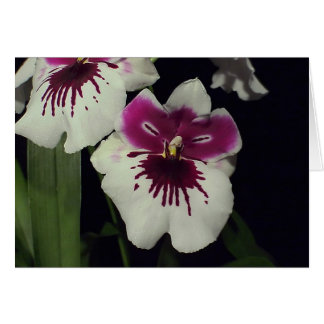Miltonia hybrid orchid