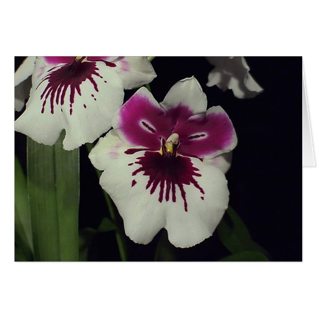 Miltonia hybrid orchid (Front Horizontal)