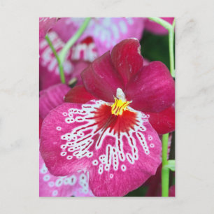 Miltonia orchid flower postcard