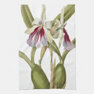 Miltonia Spectabilis orchid botanical kitchen towe Tea Towel