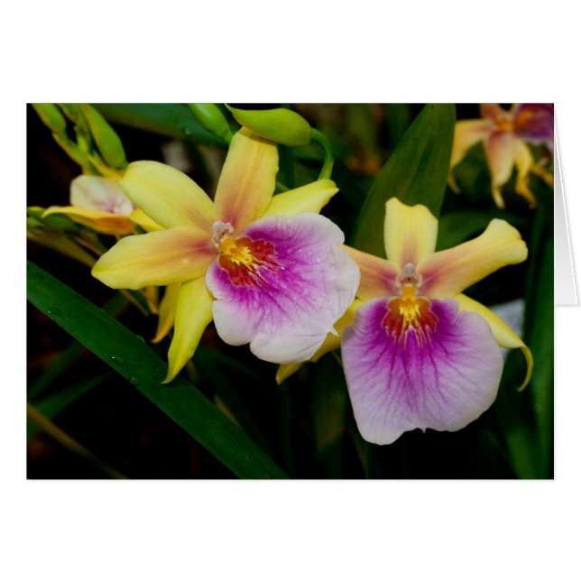 Miltonia Sunset (Front Horizontal)