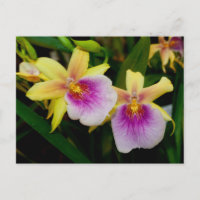 Miltonia Sunset