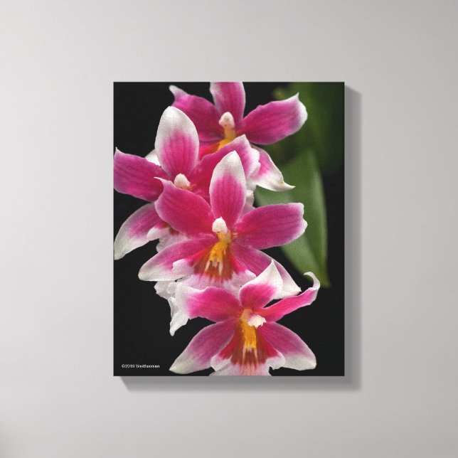 Miltonioda Sakura Canvas Print (Front)