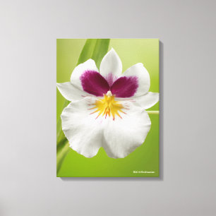 Miltoniopsis Roezlii (Pansy Orchids) Canvas Print