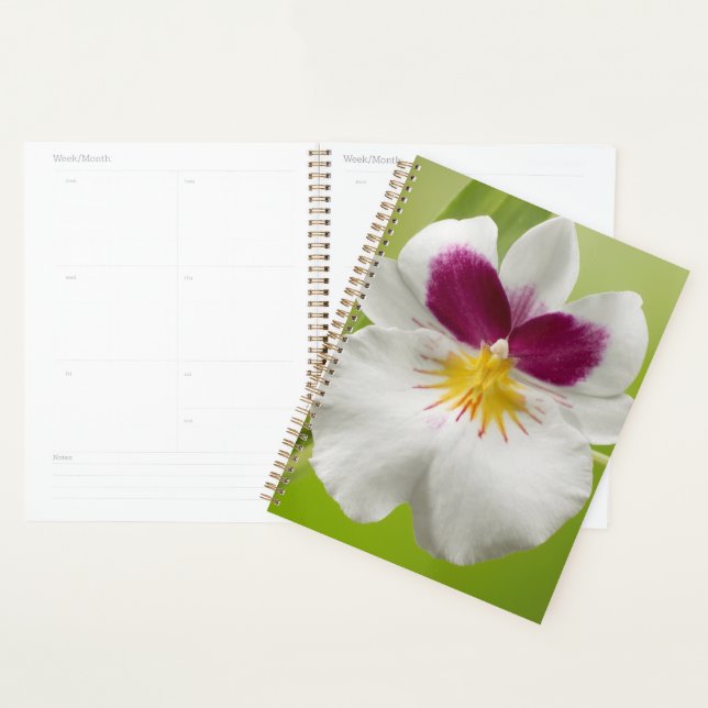 Miltoniopsis Roezlii (Pansy Orchids) Planner (Display)