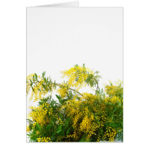 Mimosa