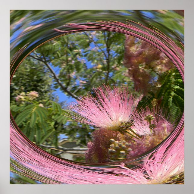 Mimosa... Poster (Front)