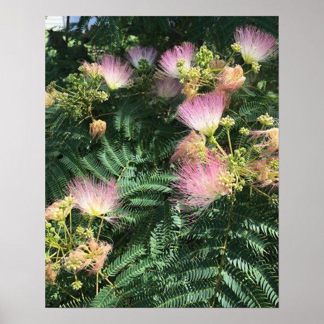 Mimosa Tree Blooms Poster (Front)